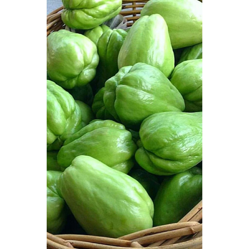 

labu siem segar di petik dadakan 1 kg