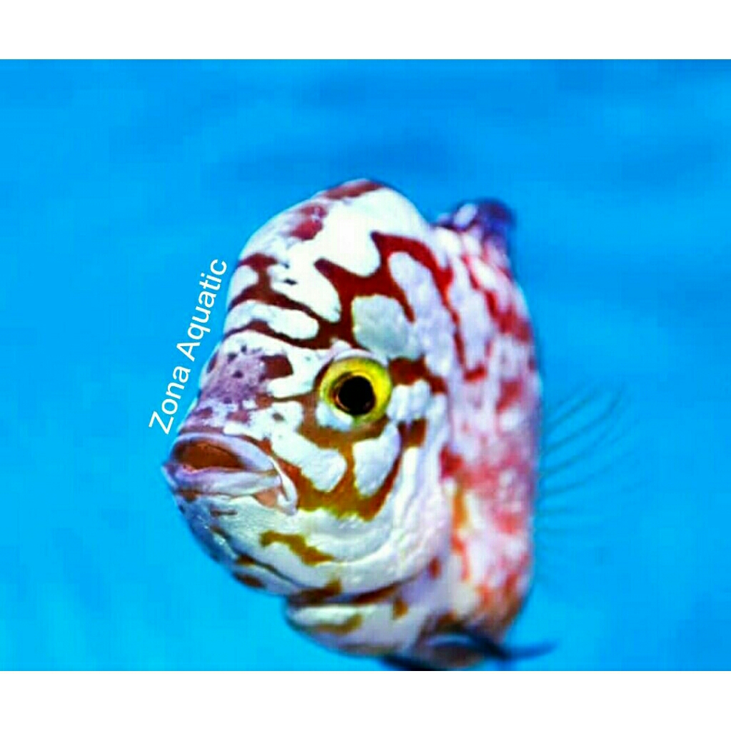 Zona Aquatic VVIP King  Kamfa V9 Thailand