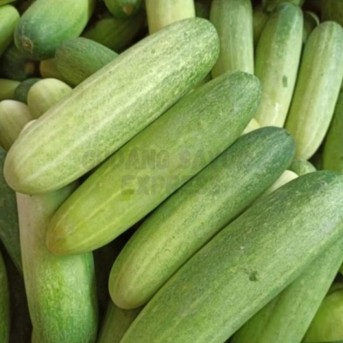 

Timun Bonteng Segar 500 gr