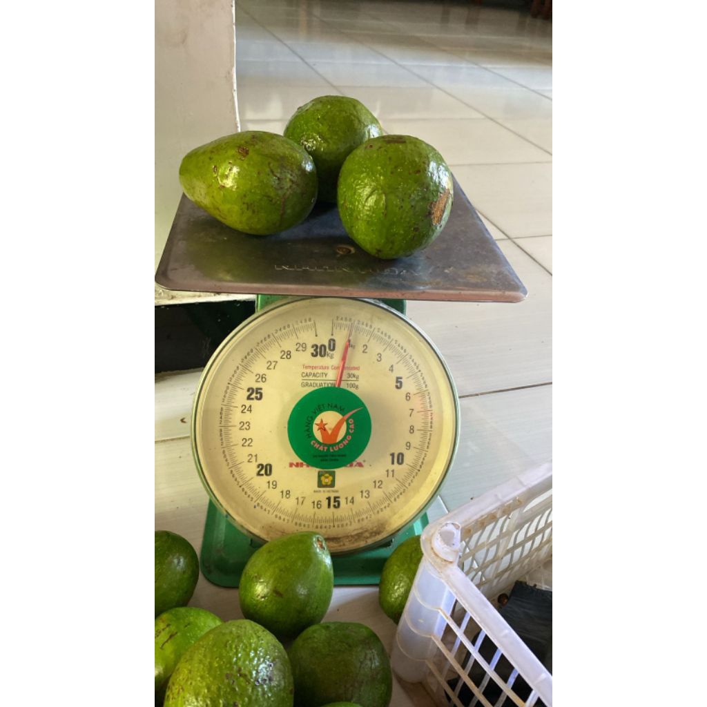 

ALPUKAT MENTEGA PREMIUM 1KG ISI 3-4 BUAH LEZAT SEGAR DAN BERGIZI