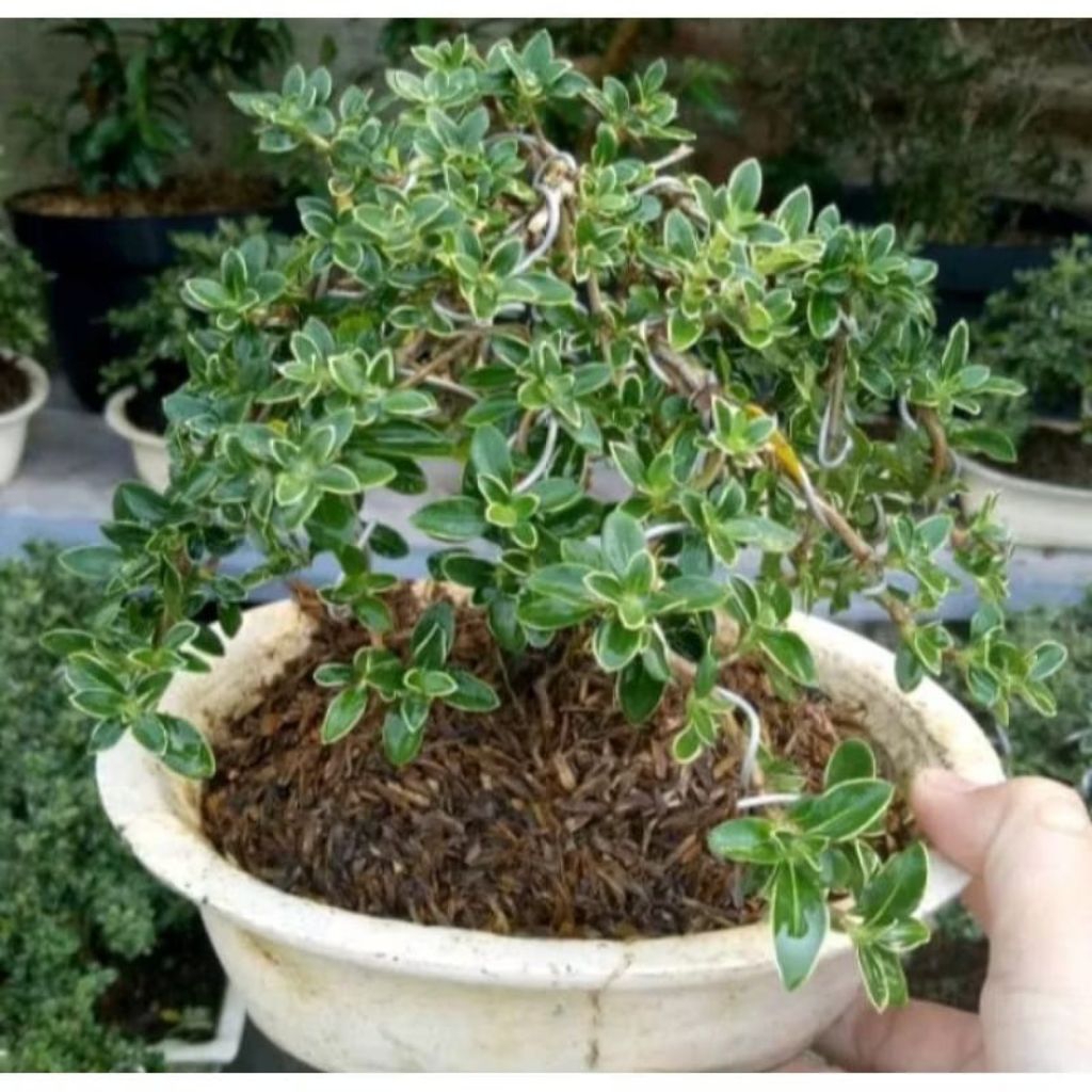 Mirten Bahan Bonsai - Tanaman Hias daun bonsai mirten / daun mirten