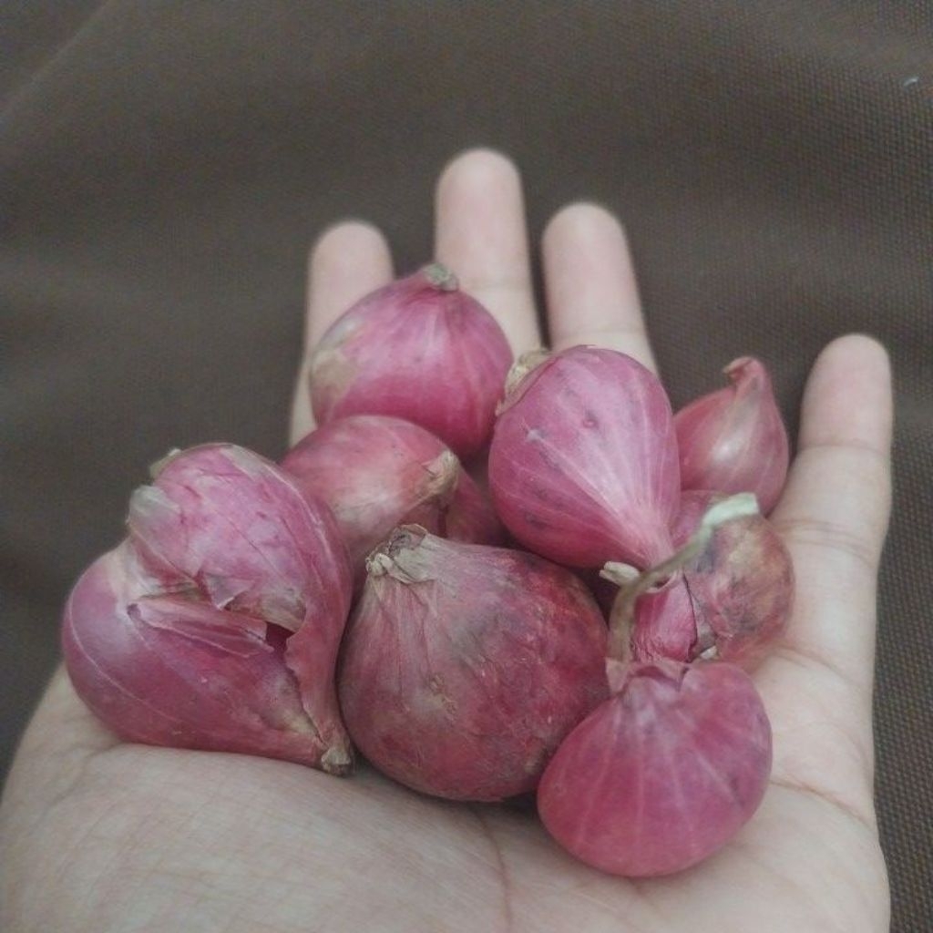 

bawang merah ukuran sedang, brambang, bawang merah kering sring, bawang merah murah
