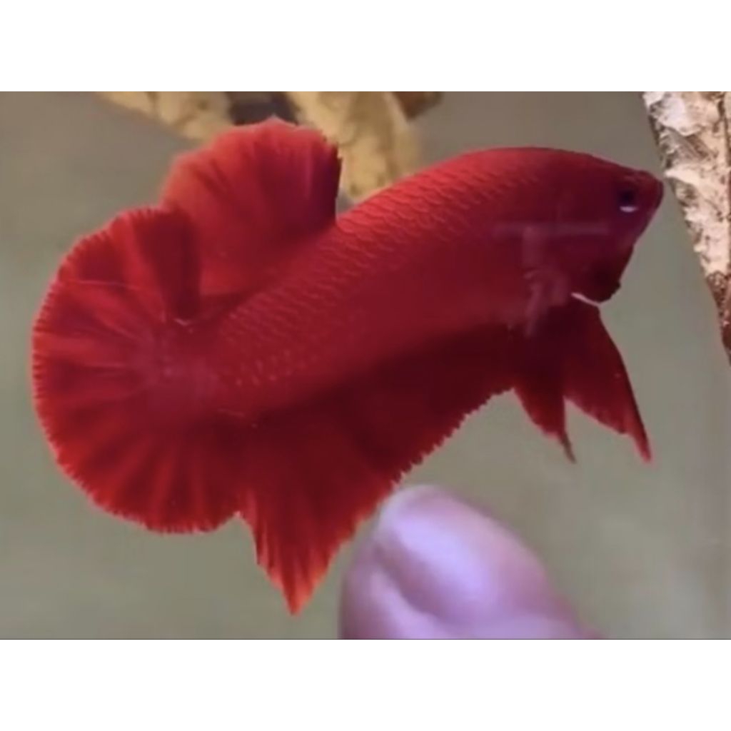 HIASAN AQUARIUM CUPANG SUPER RED GRADE / BISA COD