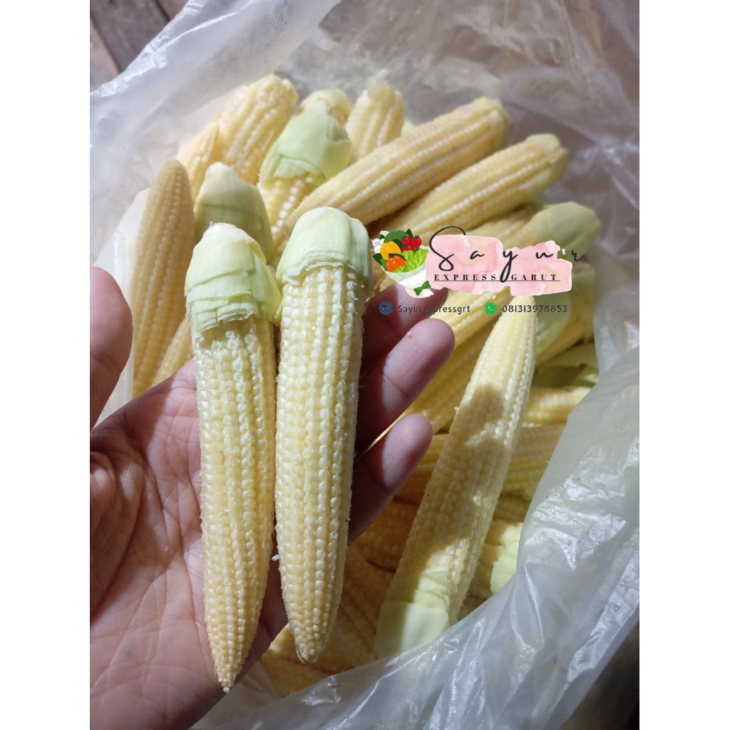 

jagung baby / jagung semi