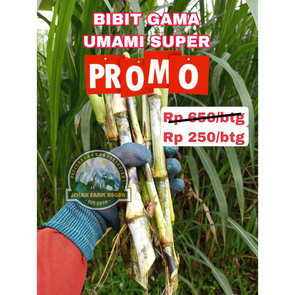 BIBIT STEK RUMPUT GAMA UMAMI PERBATANG BIBIT SUPER GAMA UMAMI PERBATANG
