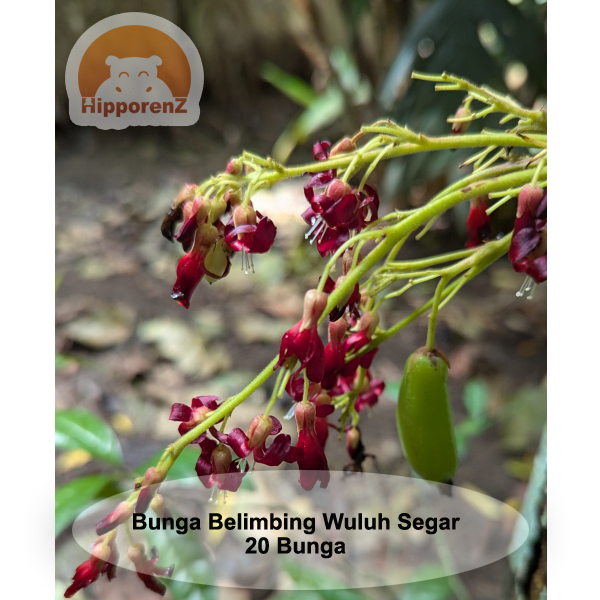 

Bunga Belimbing Wuluh 20 Pcs Segar Obat Herbal