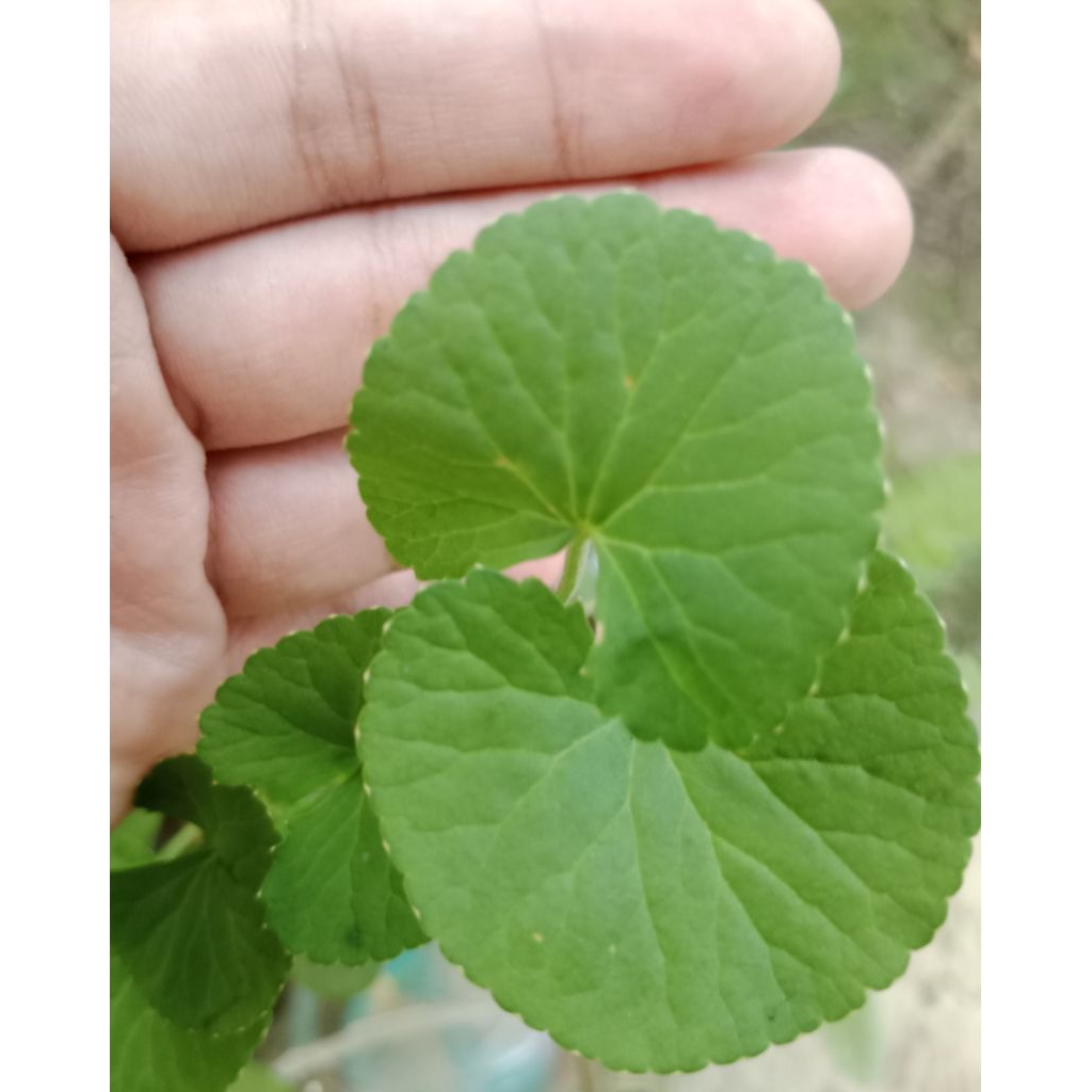 

Daun Pegagan Segar per helai