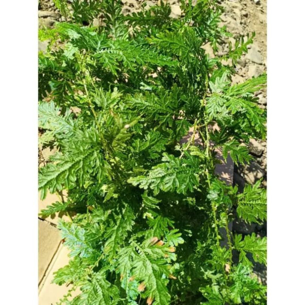 

herbal anti kanker daun ceker ayam atau daun Rene segar per 500 gram