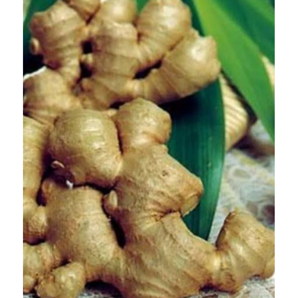 

rimpang pangle atou panglai 1 kg