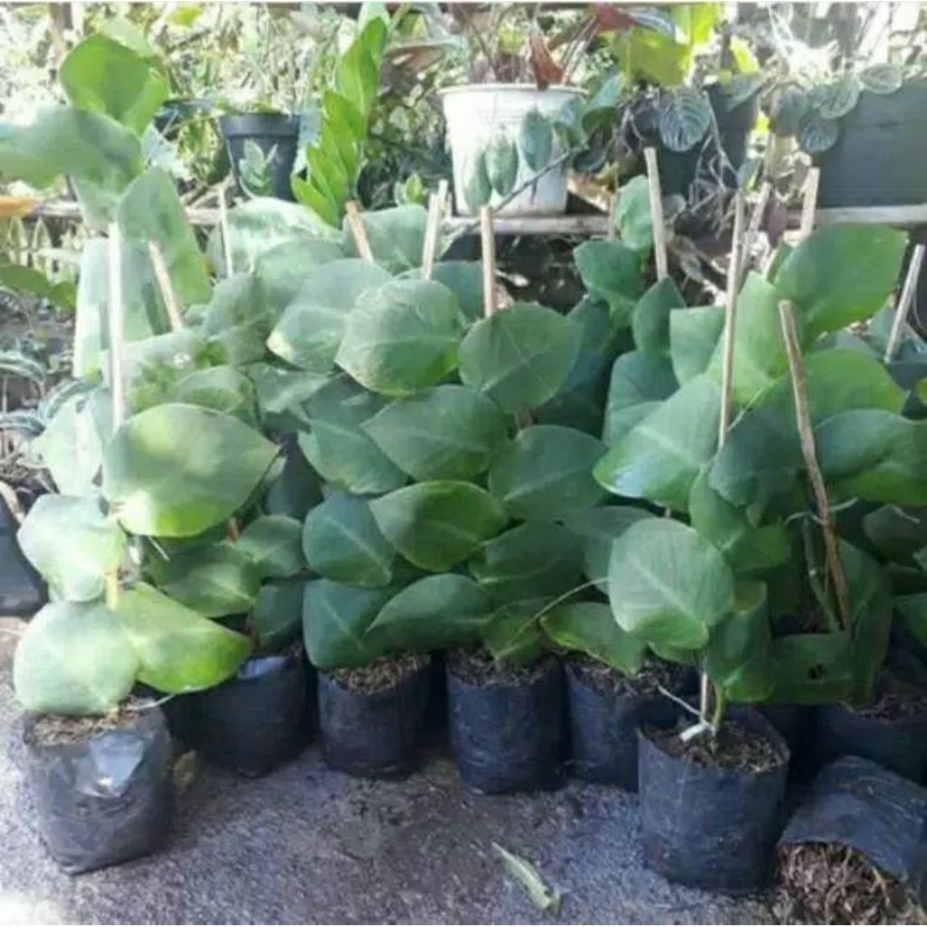 Tanaman rambat Dolar besar / pohon dolar besar