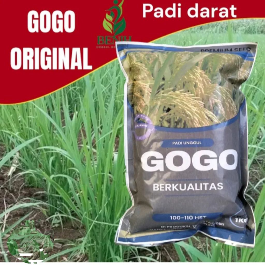 

benih padi Gogo atau padi darat