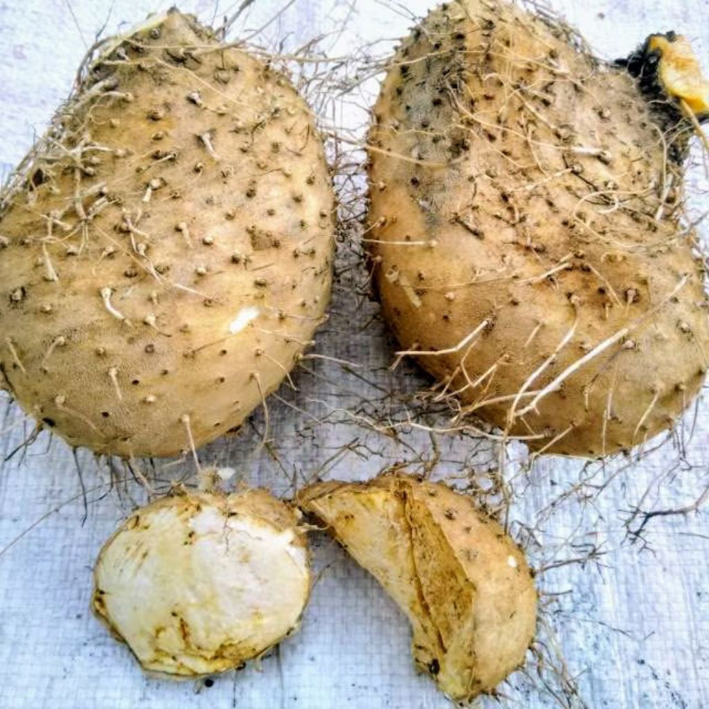 

umbi gadung umbi pohon gadung 500 gram