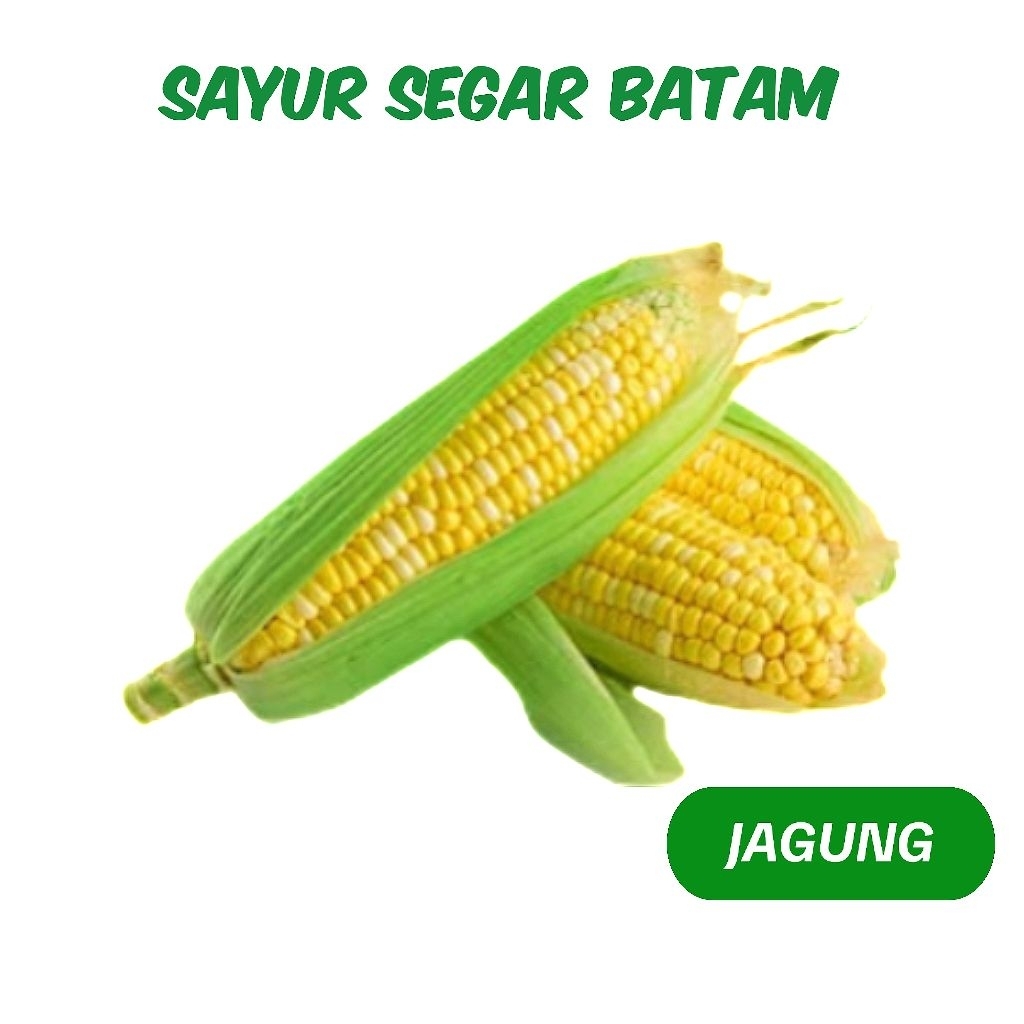 

Jagung Manis 1 Pack Isi 2 Pcs