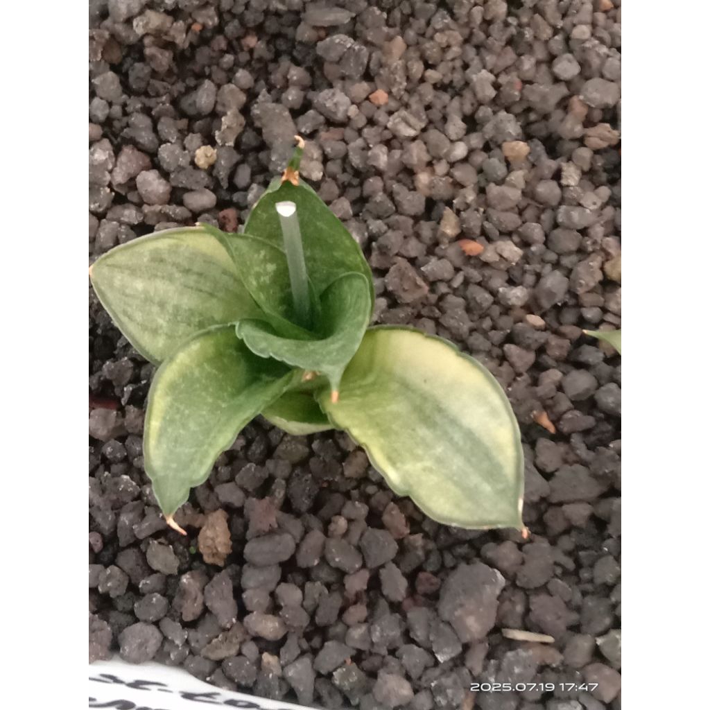 sansevieria cordova variegata putih lapis / tanaman hias / lidah mertua / tanaman sekulen / tanaman 