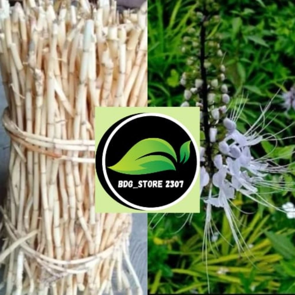 

PAKET 2 JENIS KUMIS KUCING DAN AKAR ALANG"KONDISI SEGAR