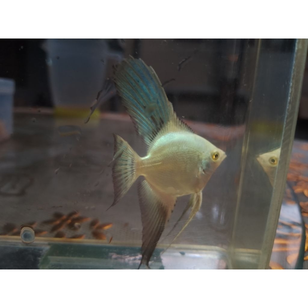 Paket BIBIT MANFISH BSP Size 3-3,5CM 10 Ekor