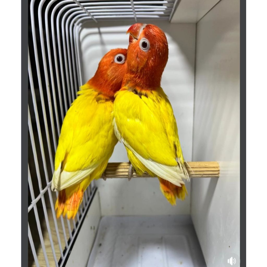 

Telur LOVE BIRD LUTINO mata merah (siapmenetas)