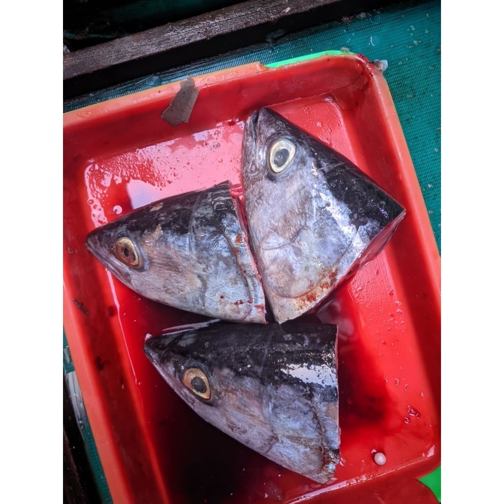 

Kepala Tongkol 3 Pcs