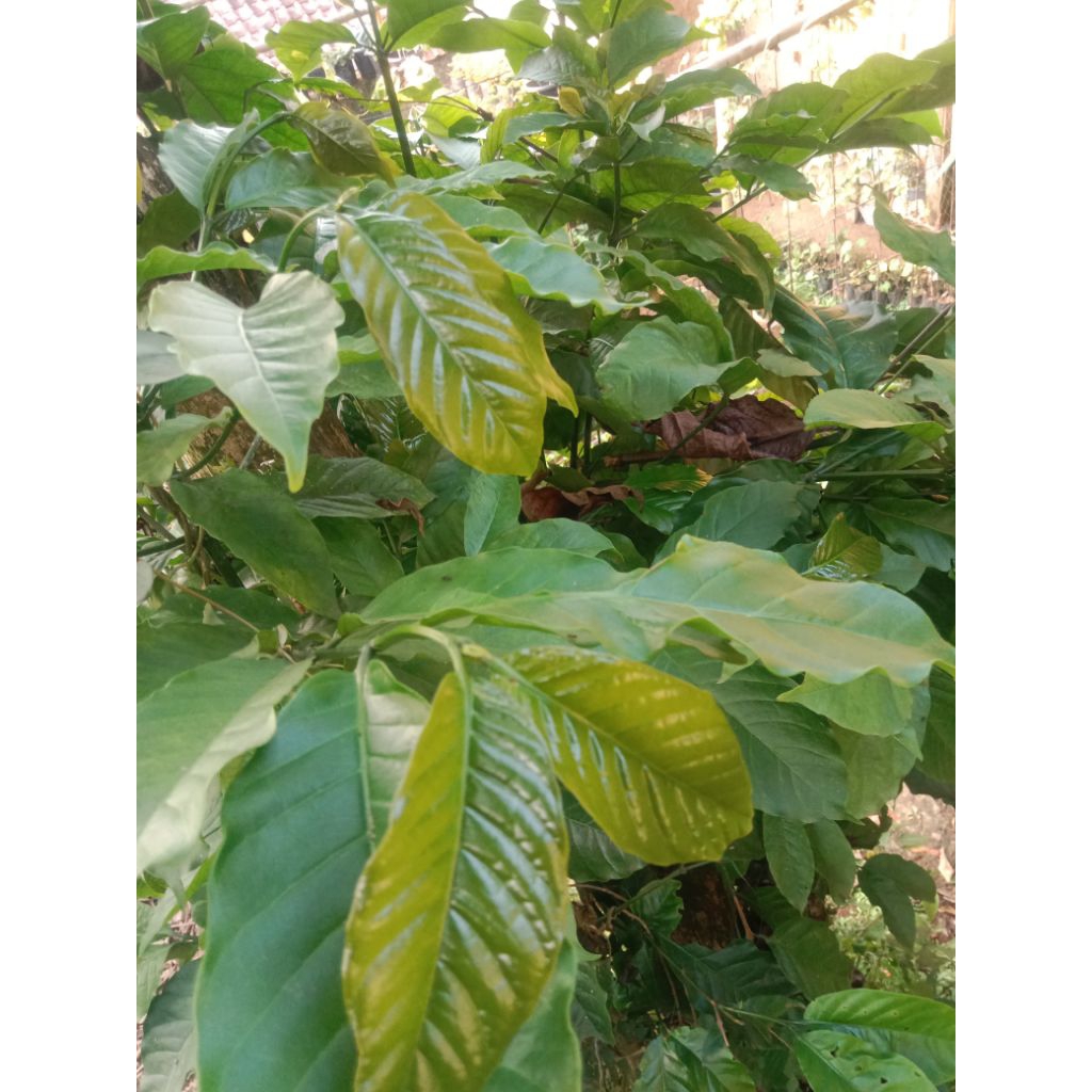 

Daun kopi hijau fress 15 lembar