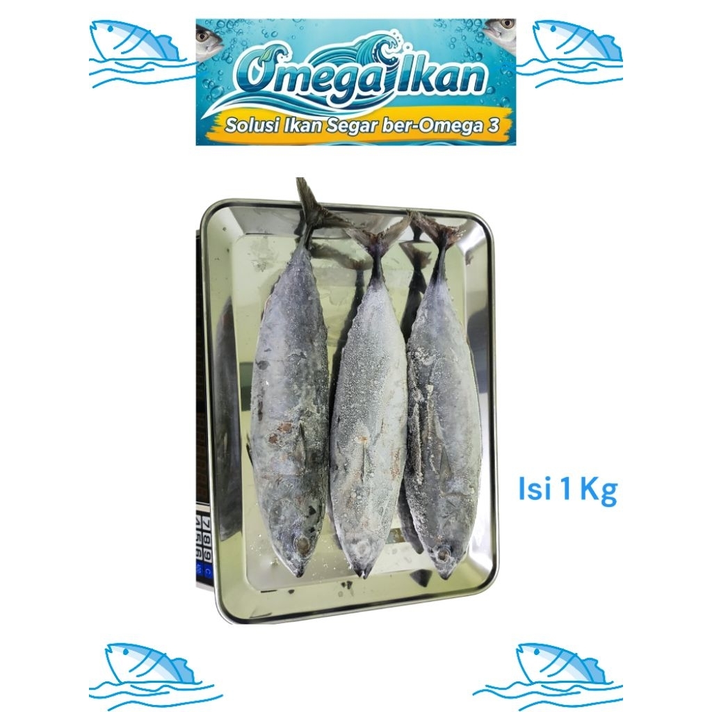 

IKAN TONGKOL SEGAR FROZEN - CISEENG PARUNG