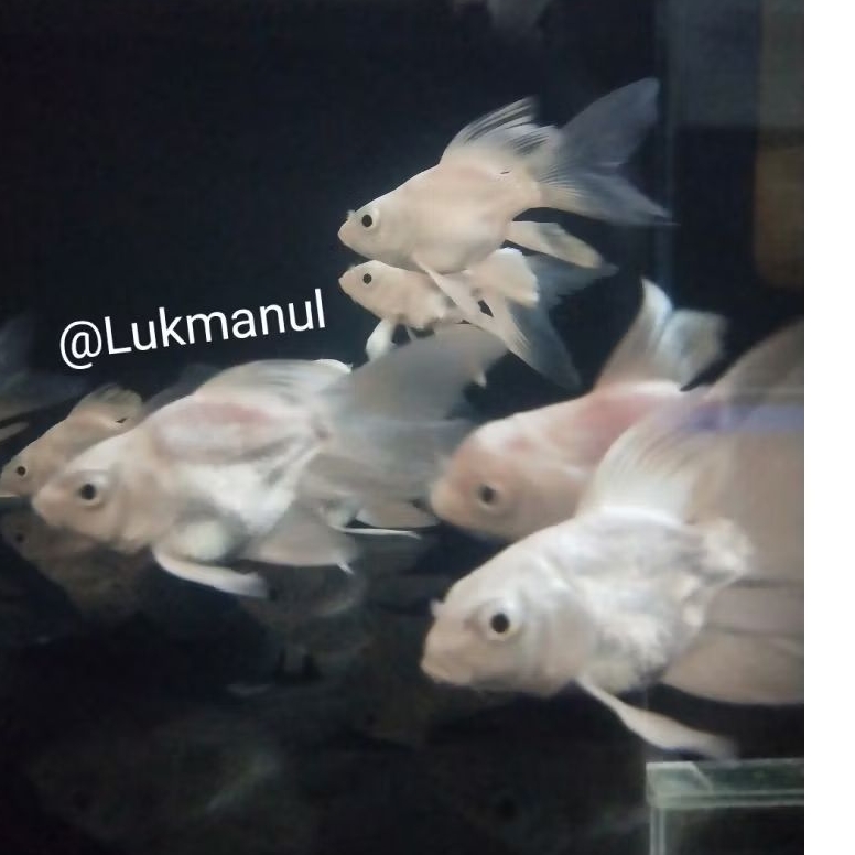 Ikan Koi SB Butterfly Hudielong Impor size M