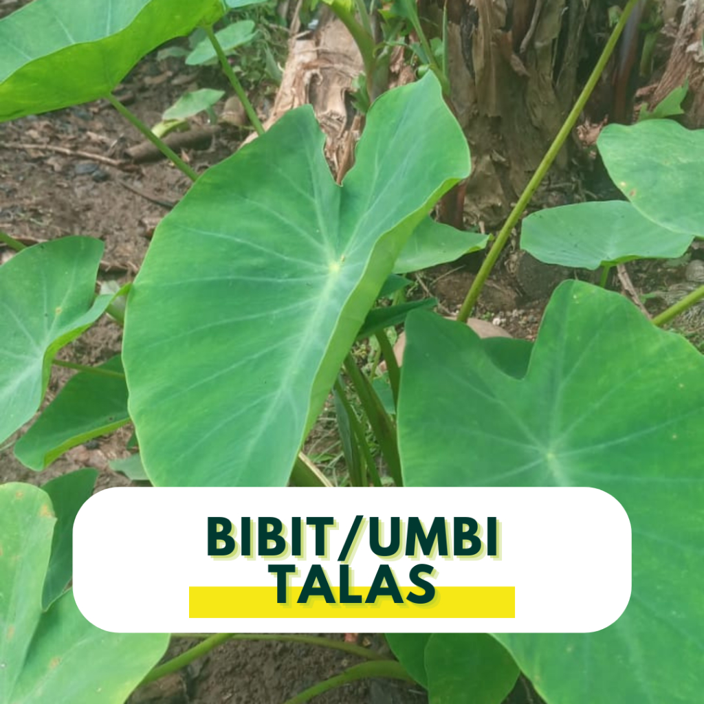 Bibit umbi talas sayur