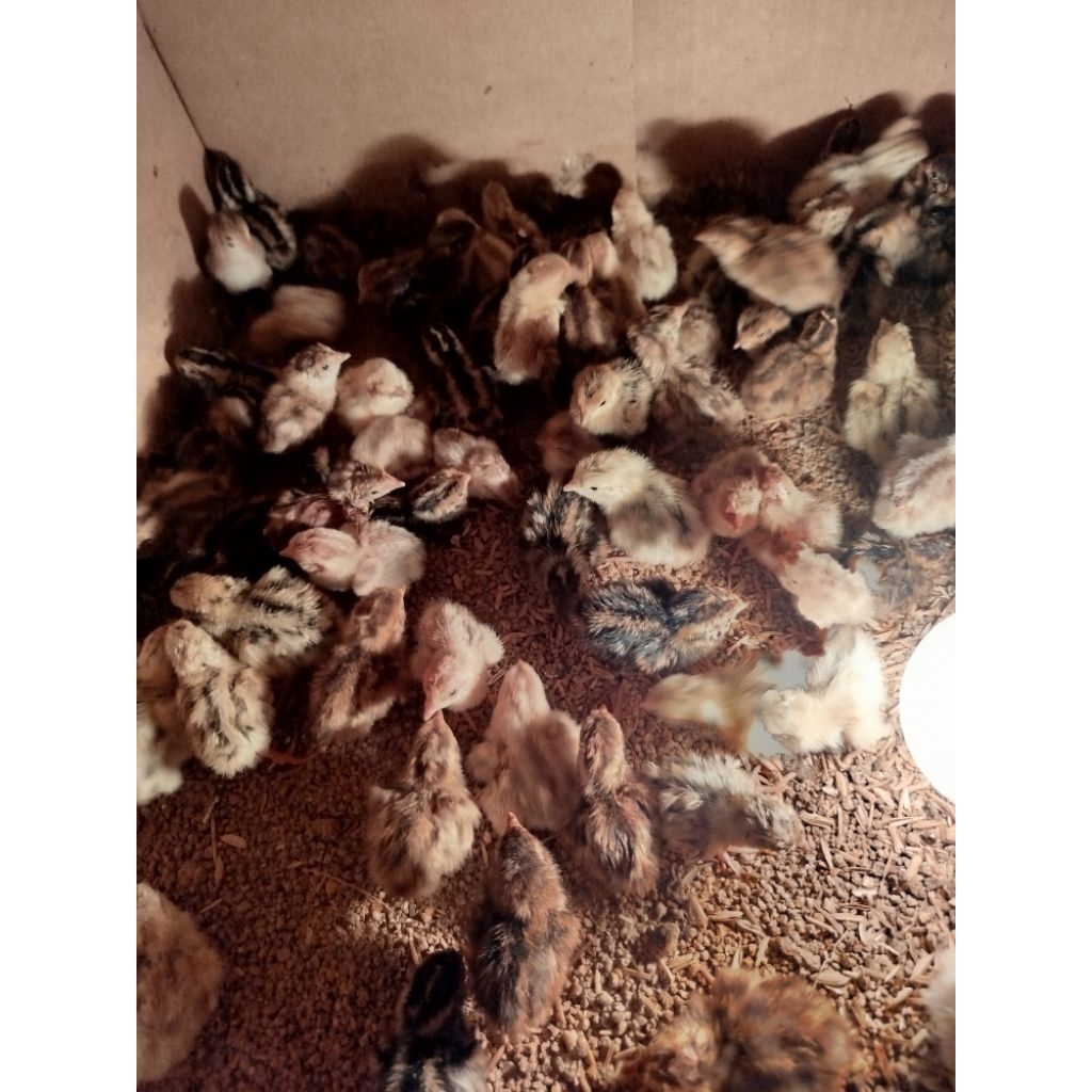 TELUR TETAS PUYUH BIBIT CAMPUR