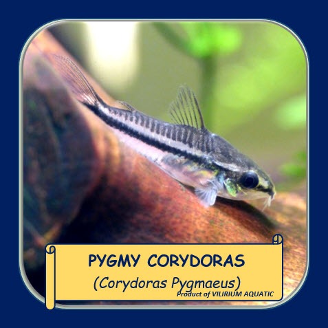 IKAN HIAS AIR TAWAR - CORYDORAS PYGMY / PYGMY CORYDORAS / CORYDORAS KERDIL / CORYDORAS MINI (IKAN PE