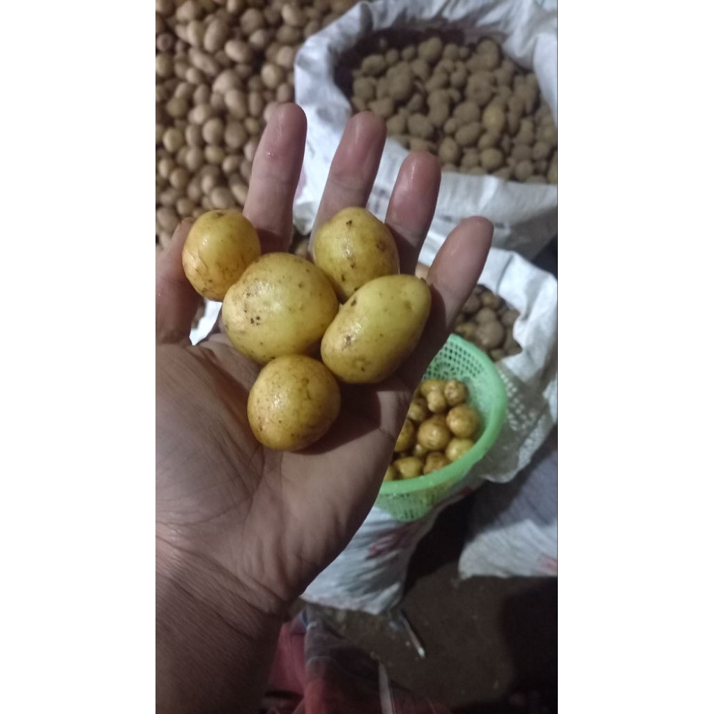 

kentang dieng rendang 1kg isi banyak Rp 8000