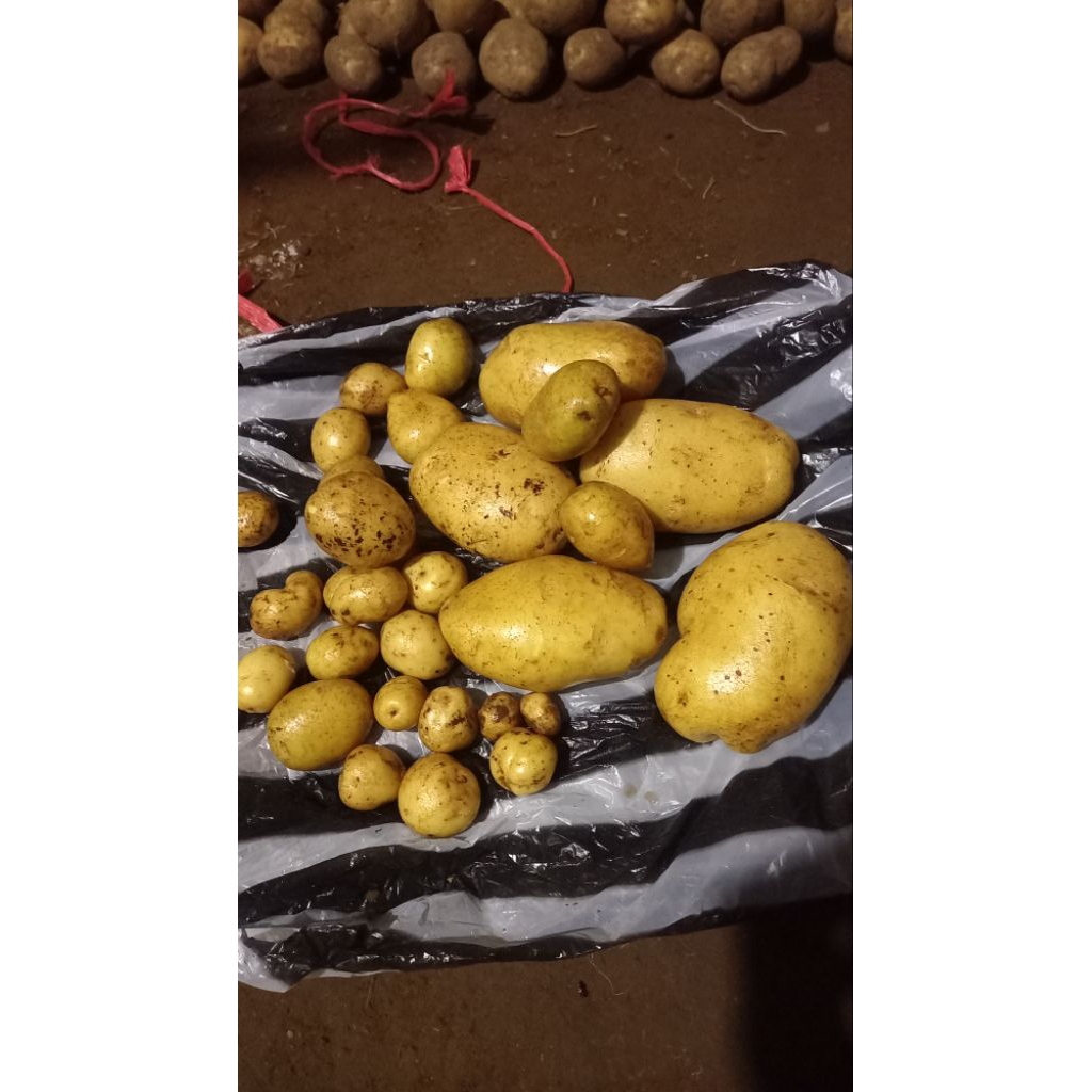 

kentang kecil sedang besar 1kg Rp 12.500