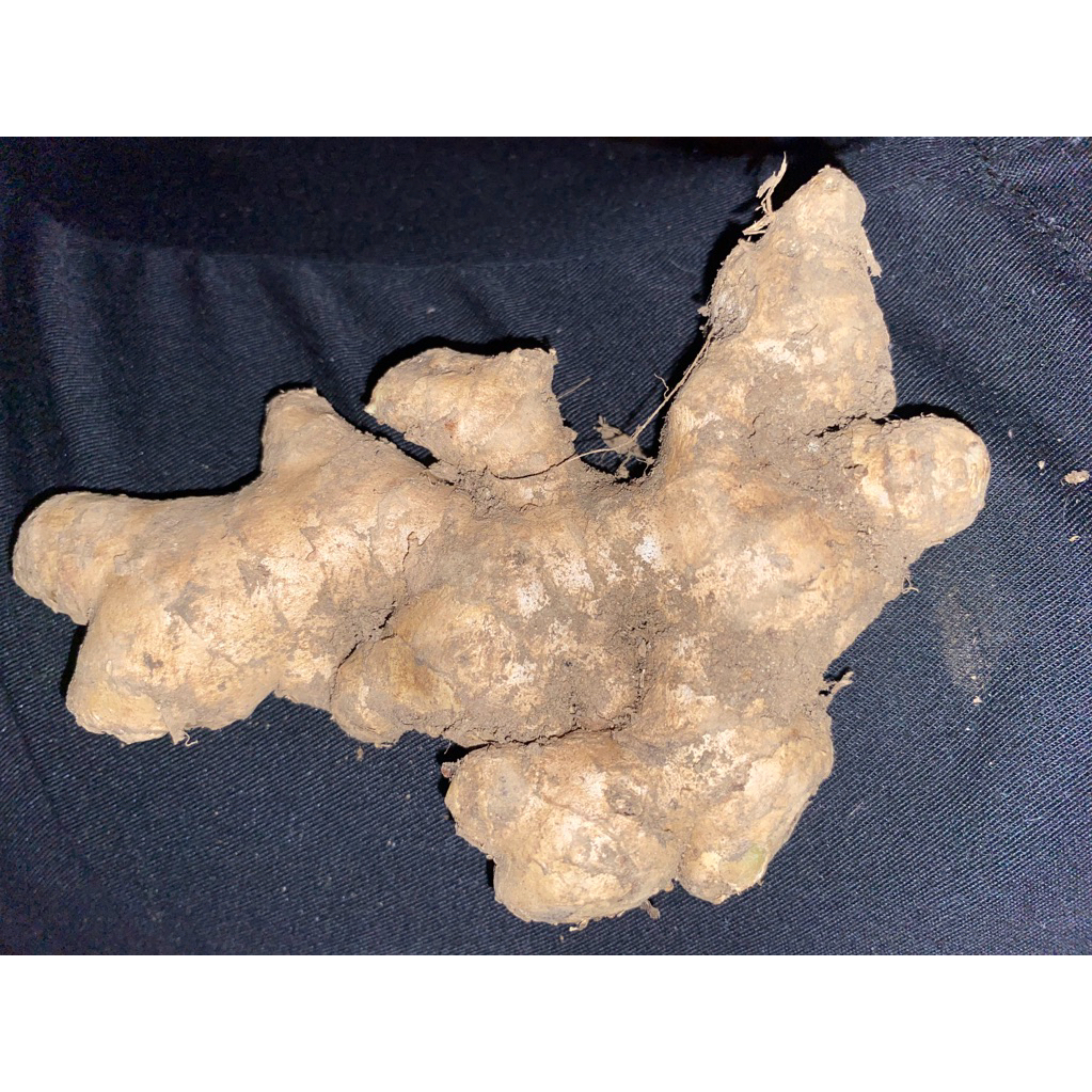 

Jahe Fresh berat 250gr/500gr