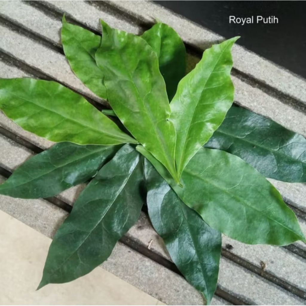 

DAUN TUJUH BILAH JARUM / JARUM TUJUH BINTANG / TUJUH JARUM / TUJUH DURI SEGAR ORGANIK HERBAL DIPETIK SAAT ADA ORDER ISI 7 DAUN