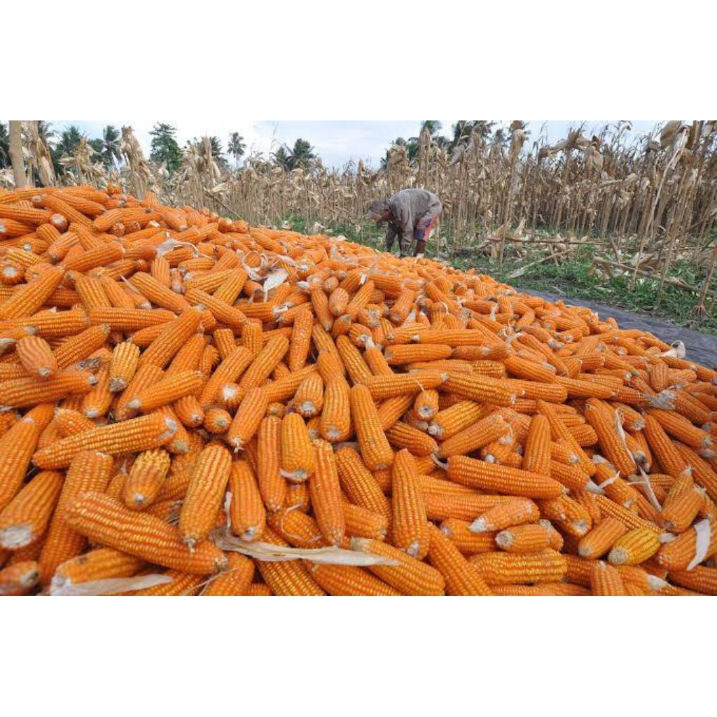 

BENIH JAGUNG KEMASAN 300g