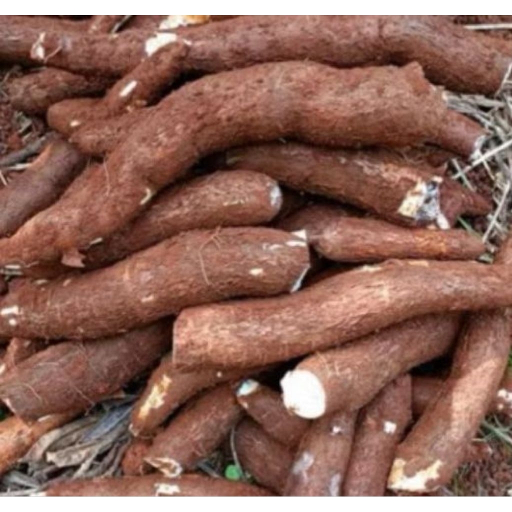 

singkong ketan 500 gram pulen empuk enak