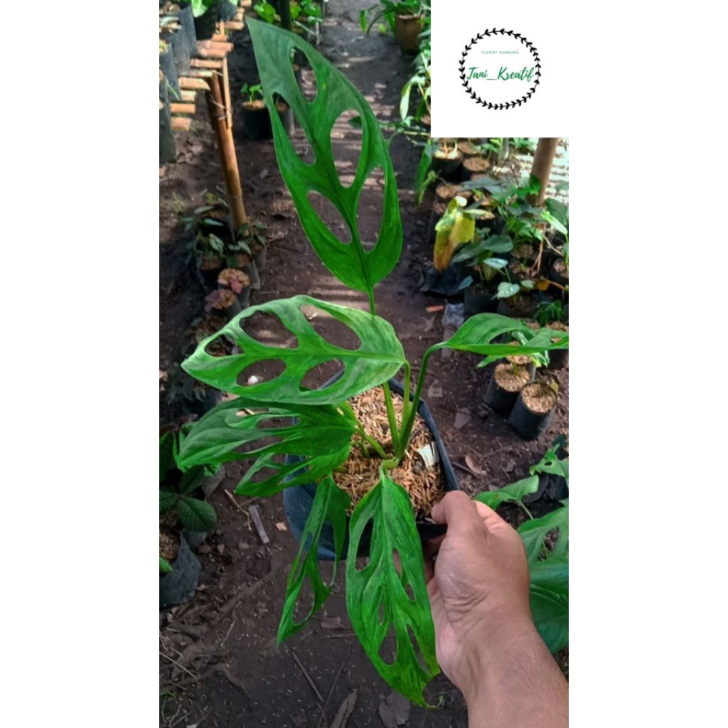 monstera janda bolong varigata