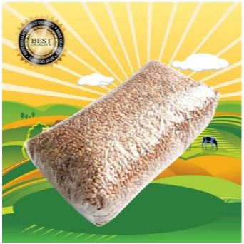 GANDUM 1 KG - Biji Wheatgrass Benih Catgrass Rumput Kucing Makanan Kucing Rumput Diet