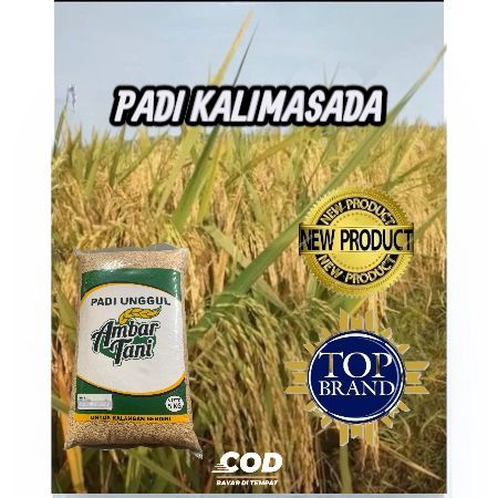 Benih padi kalimasada kemasan 5kg