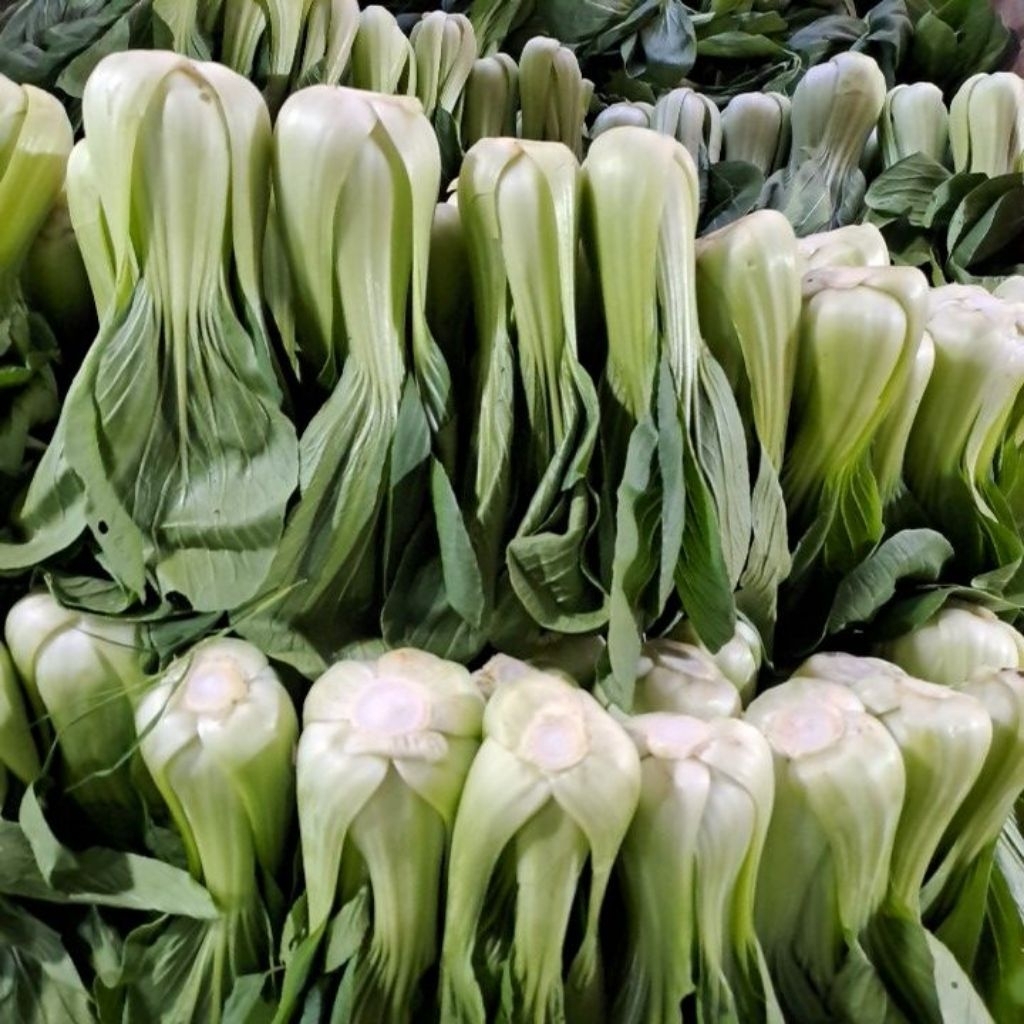 

Pakcoy Segar Murah Bandung