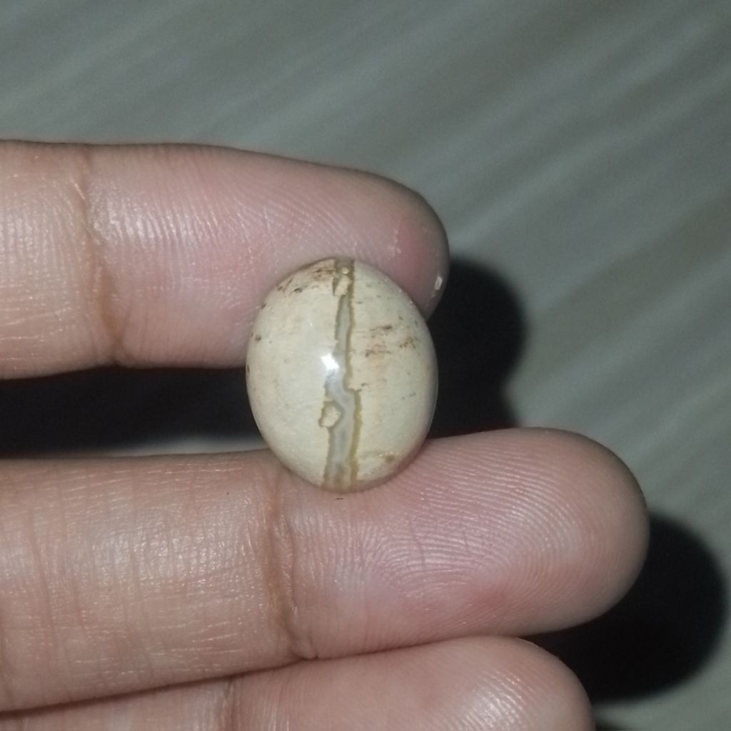 Natural Fosil Kelor Putih Kendit Tembus Orange Jarang Ditemukan