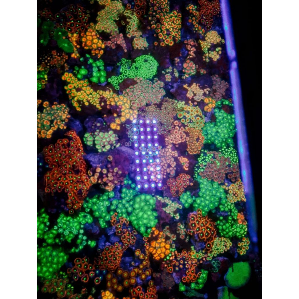 50 Zoa Koloni Mix Warna untuk Reseller.