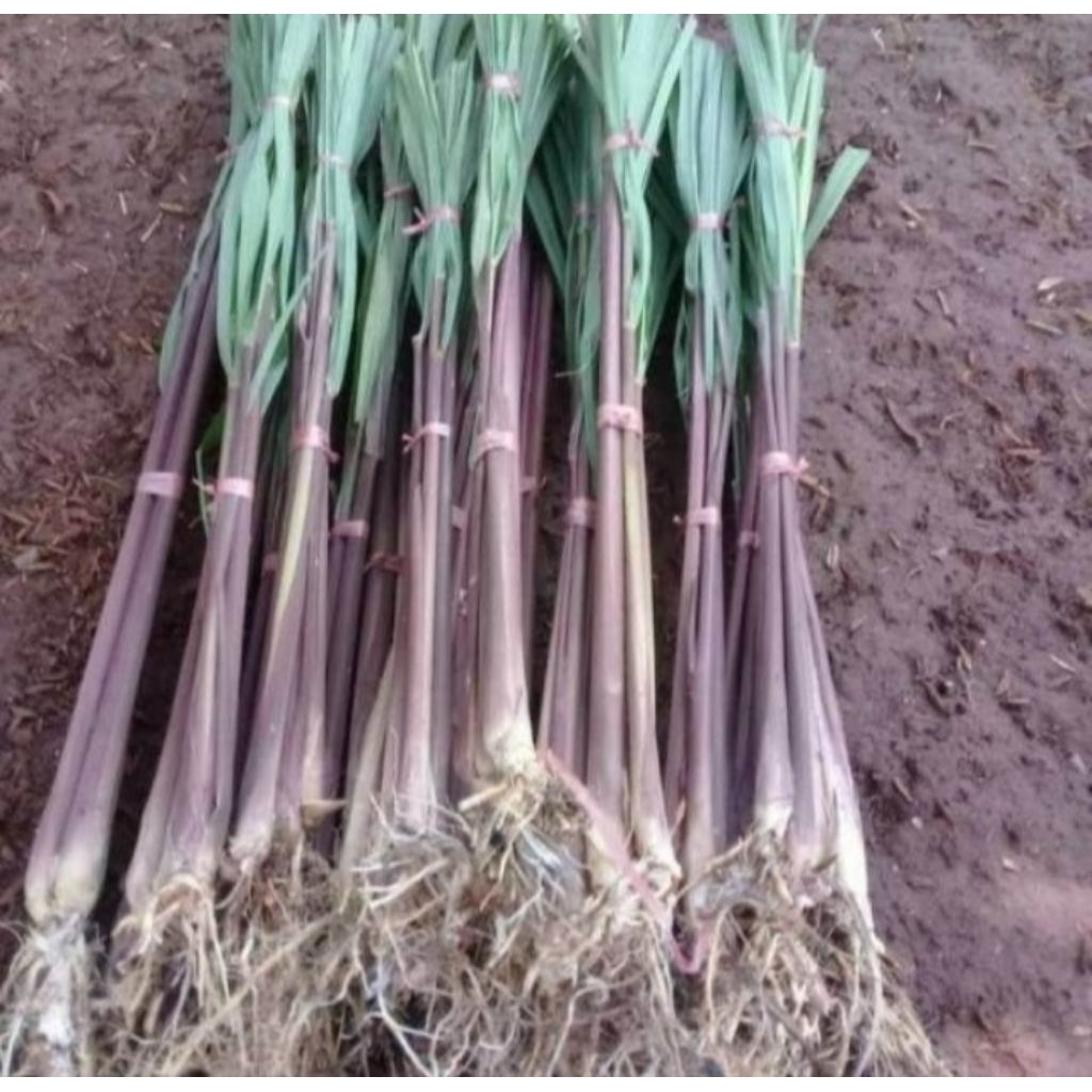 

Tanaman Serai Merah / Sereh Merah / Obat