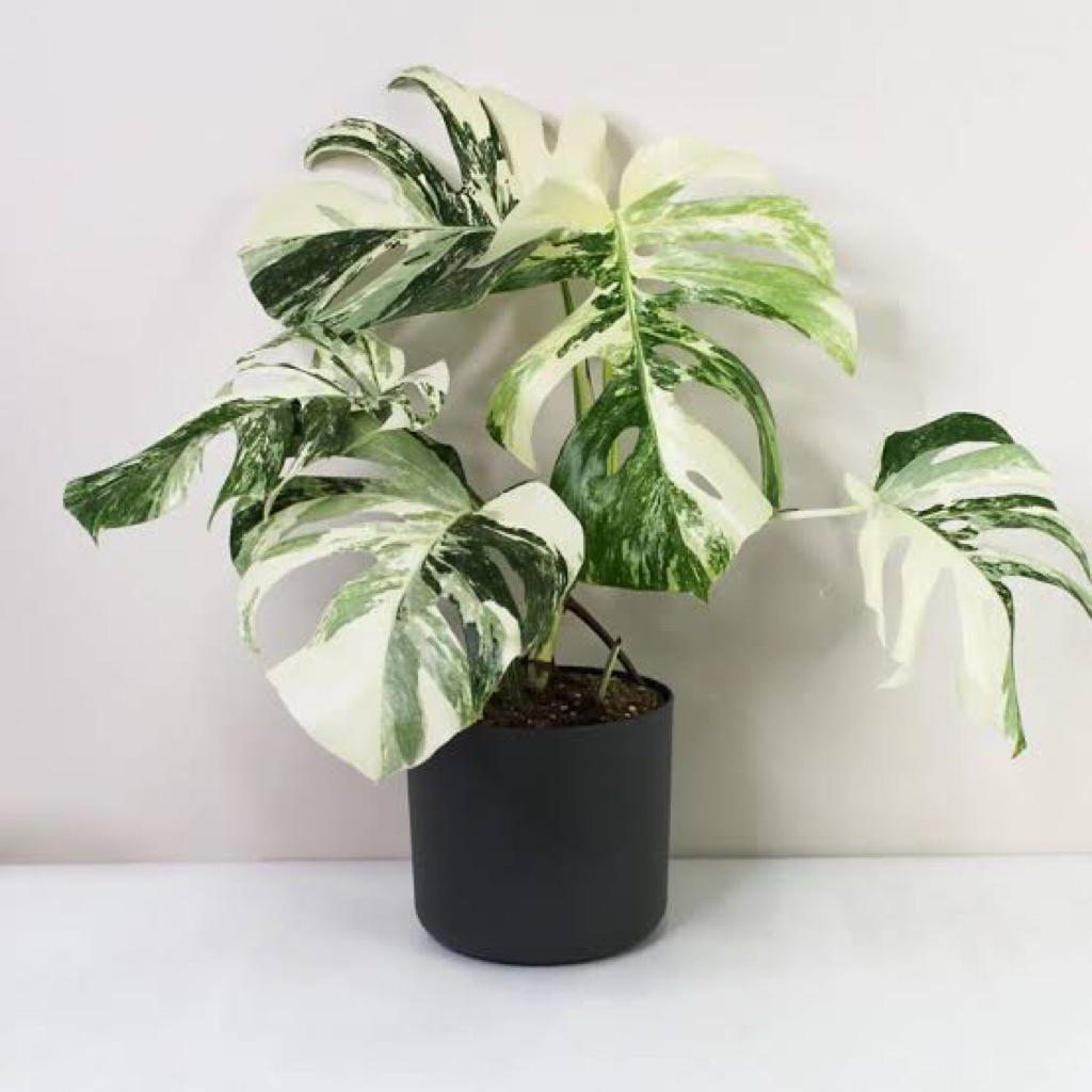 monstera varigata marbel
