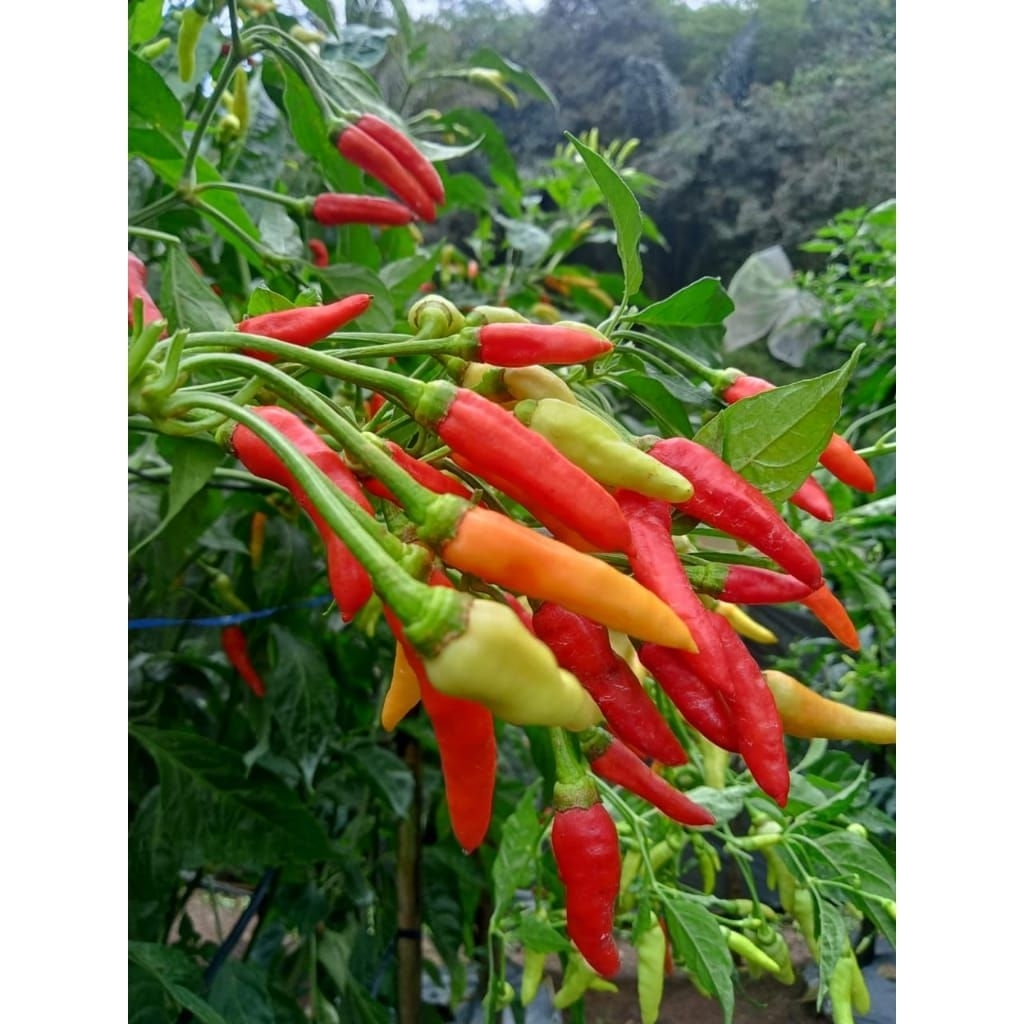 Bibit Cabe Rawit Unggul BESTOP Bibit Cabe Kaliber Unggul Tahan Virus Benih Cabe Rawit Unggul Bibit C