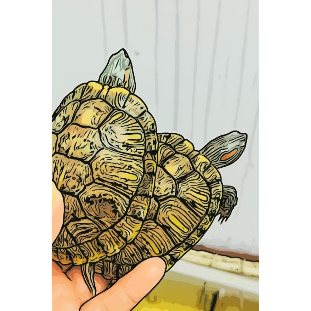 MAINAN KURA-KURA BRAZIL HIDUP ASLI