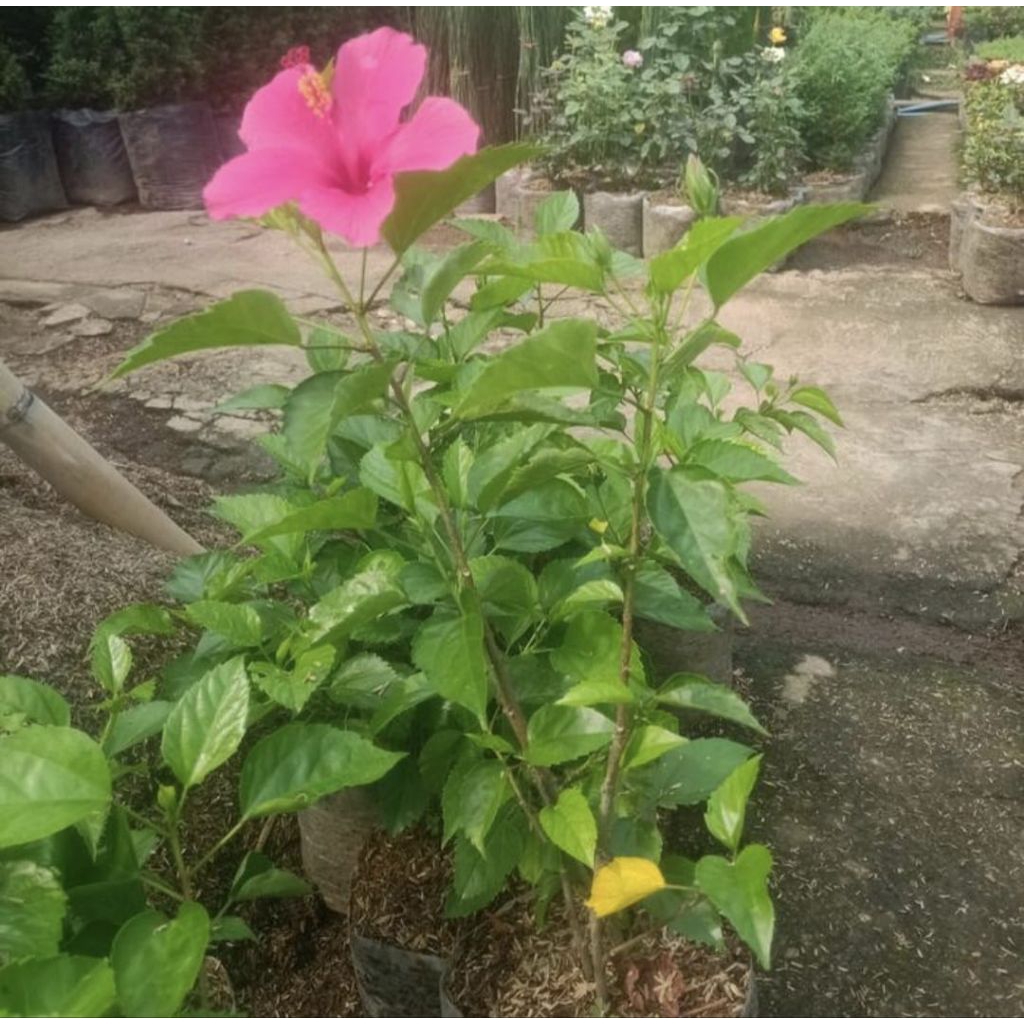 Pohon Kembang Sepatu Bunga Pink Tanaman Hias Pohon Kembang Sepatu Pink