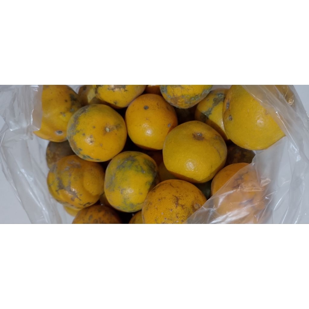 

Jeruk Medan Brastagi manis