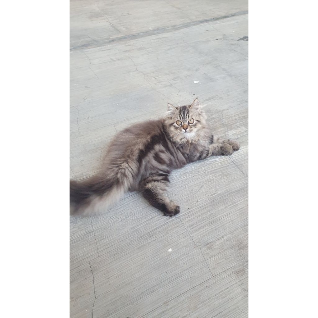 Kucing Persia Anakan Kitten Persian Marble