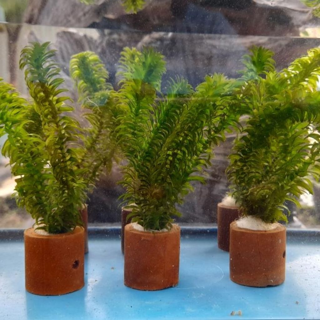 tanaman air hydrila/ganggang untuk hiasan aquarium