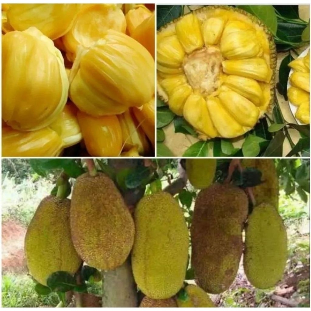 

nangka madu J33 super
