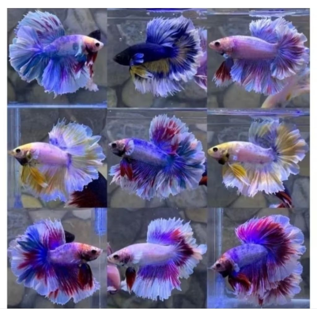 Cupang Halfmoon LAVENDER mix Blue cendolan